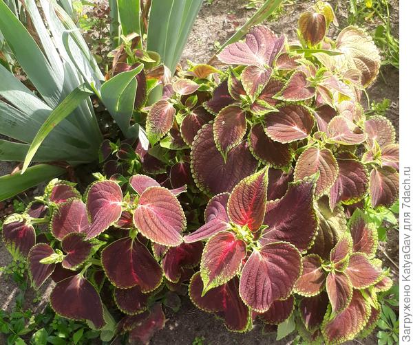 Этот Блюма из семян вырастила