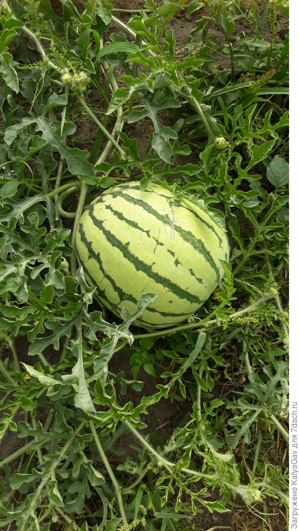 Скорик