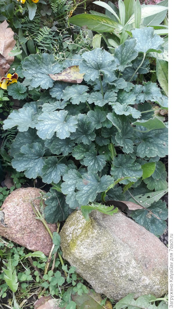 Гейхера выращенная из семян :) Успех прямо-таки!