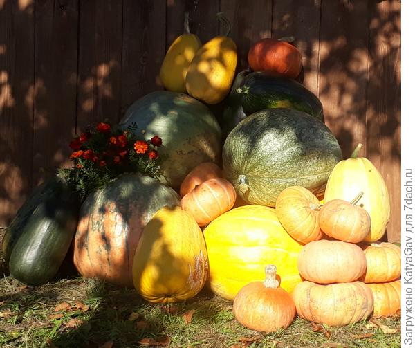 Ну, красавицы же! :)