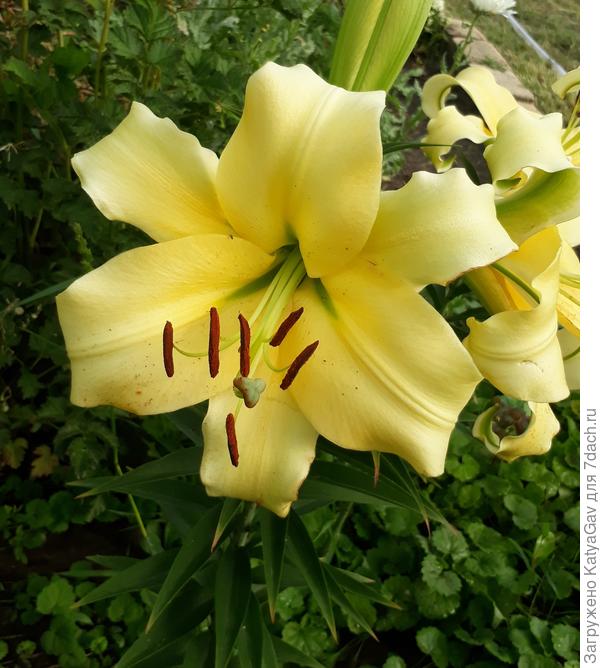 ОТ-гибрид &quot;Шайн Он&quot;