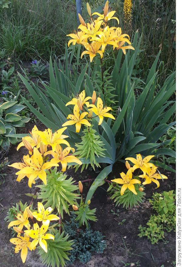 Неизвестная лилия