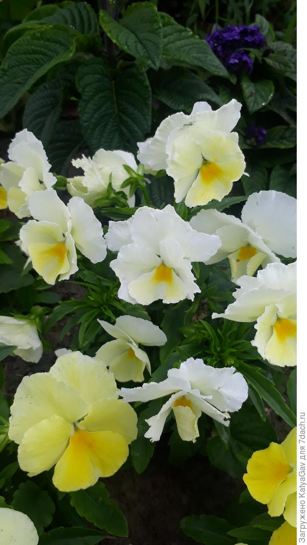 Июль... И жёлтые, и белые... Какие "ванильные"?