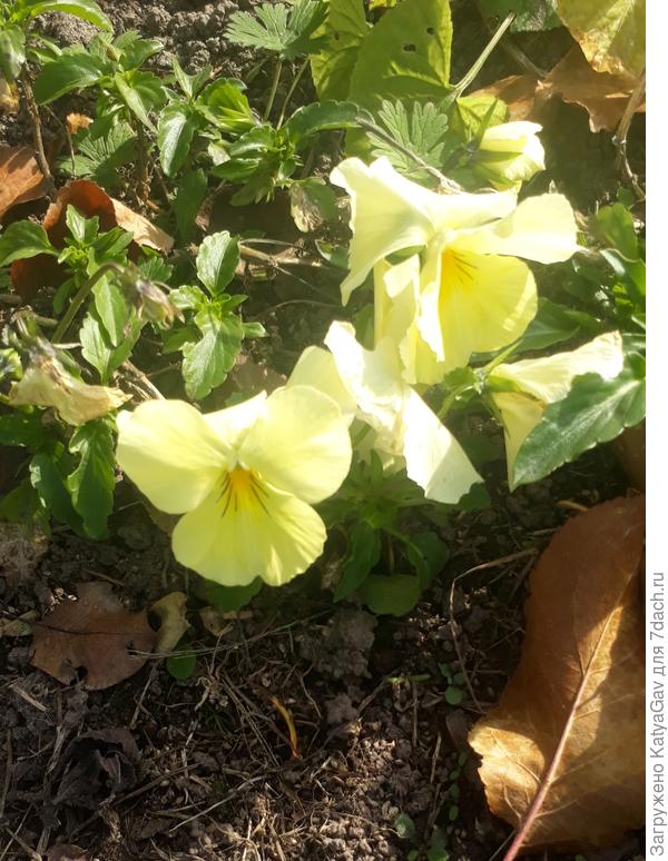 Середина октября... С прожилками уже! Удивительный сорт! :)))