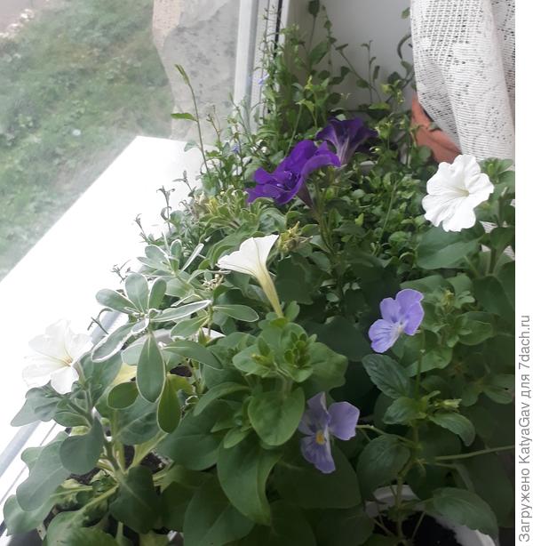 На заднем плане стеснённая лобелия