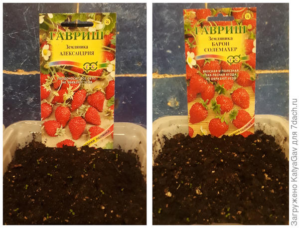 Вы не видите всходы? А они там есть! :)