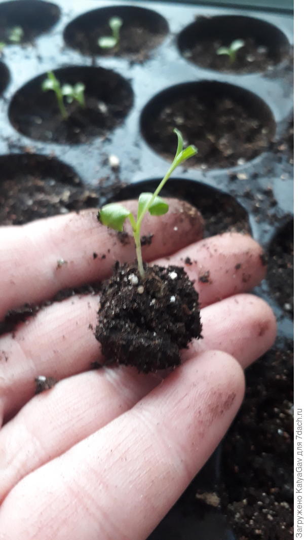 Посеяны были 11 января