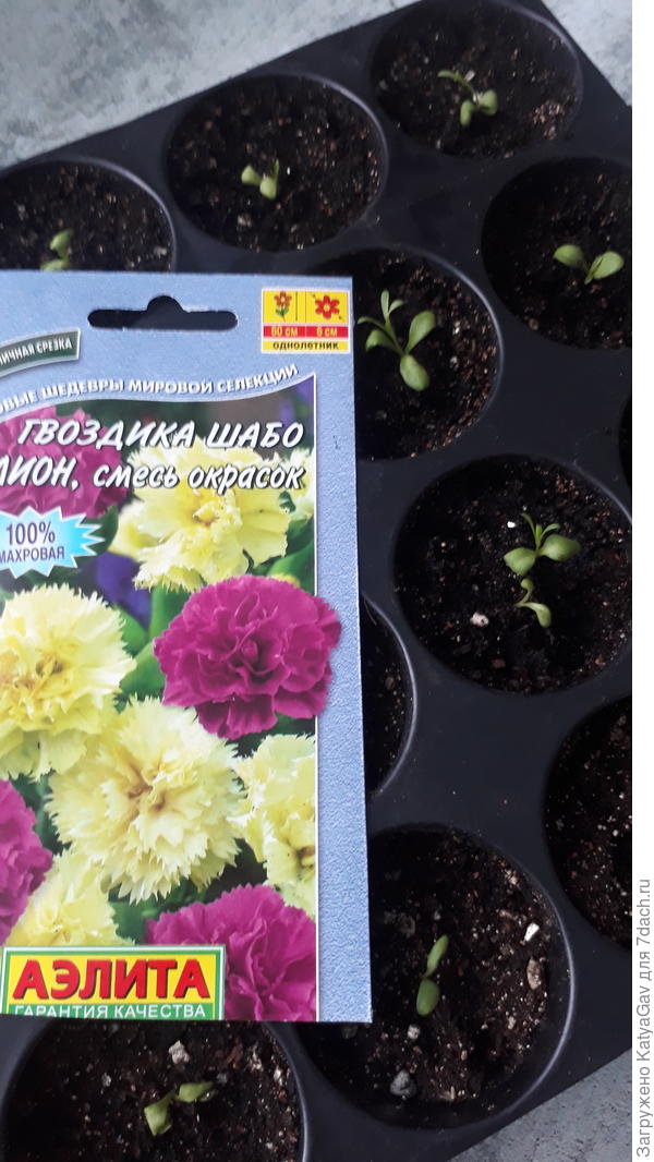 Есть покрупнее, есть поменьше росточки