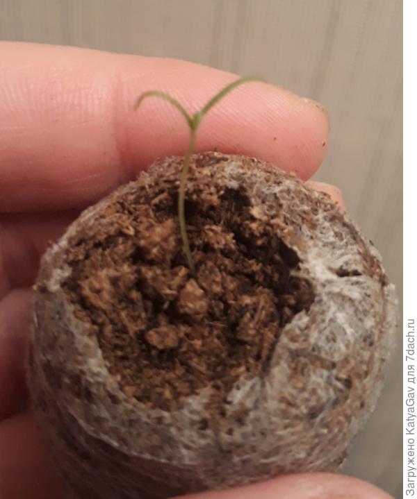 То, что подавало надежды на Тристар :)