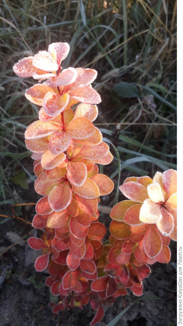 Мария стала к осени ярче!