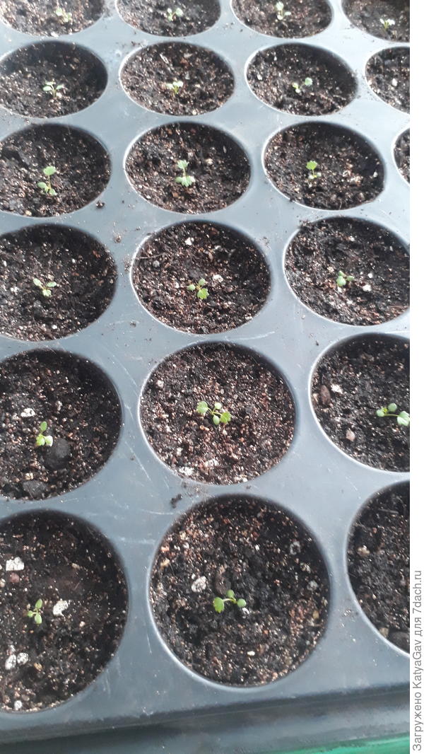 Александрия, малявки ещё :)