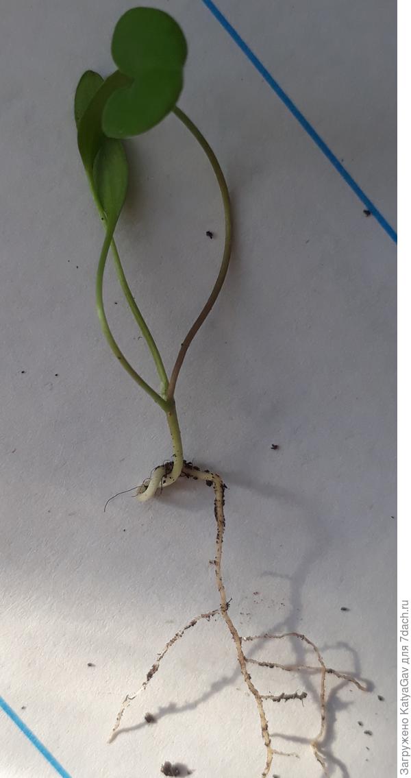 Во, какой &quot;узелок&quot;!