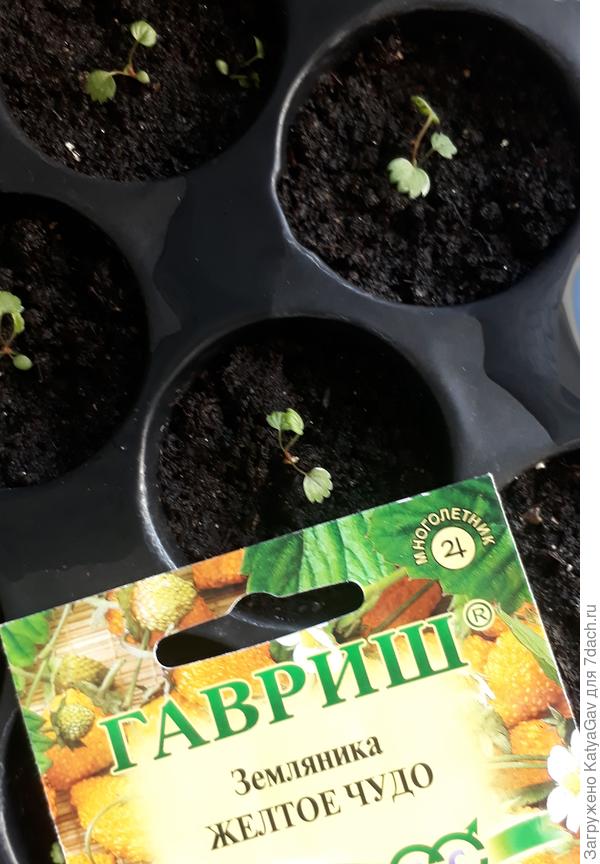 50 шт., посев 23.01., пикировка 8.03.