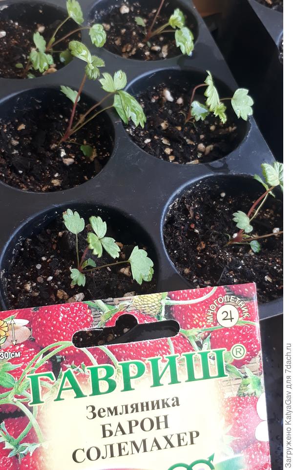 В живых 9 шт., посев 10.01.