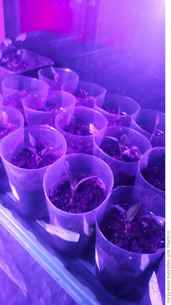 Сладкие перЬцы