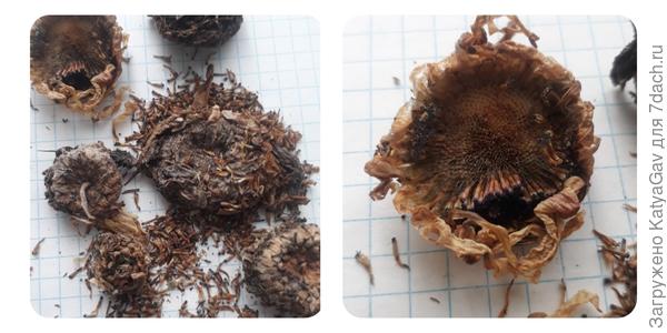 Семена венидиума образуются в серединке цветка