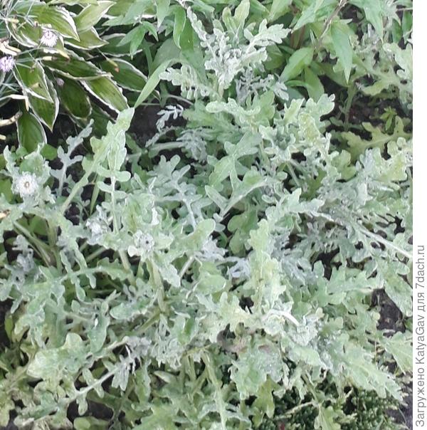 Листья венидиума пышного