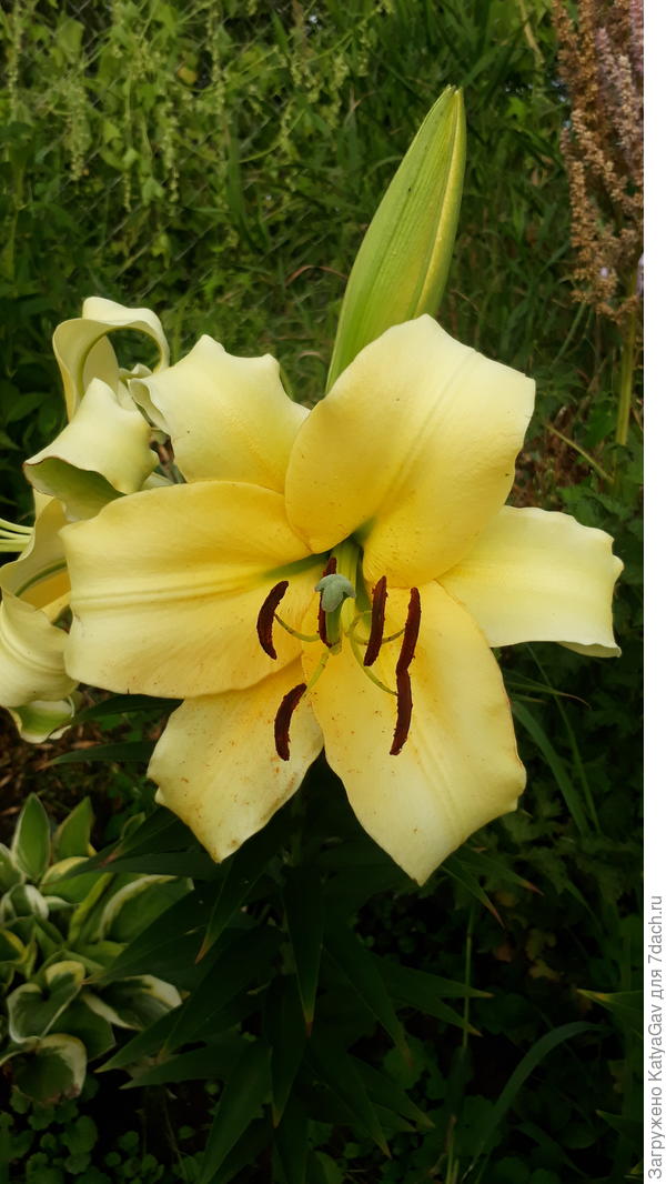 Цветок лилии