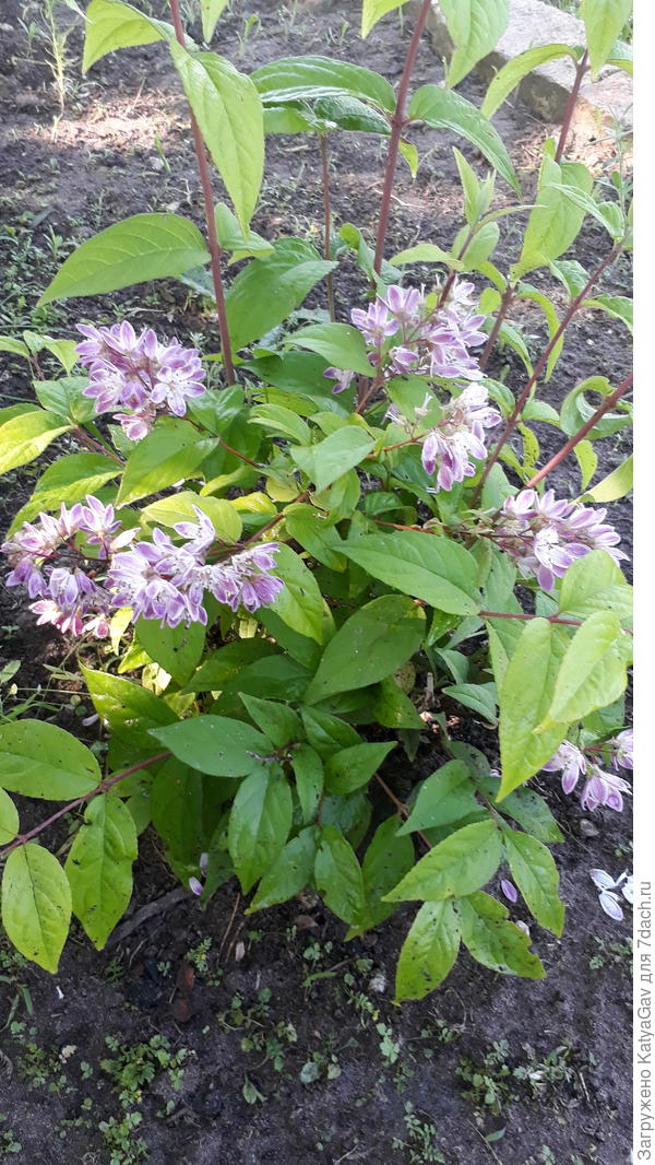 Дейция Строуберри Филдс