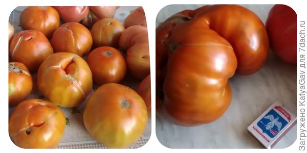 Томаты весом 300-400 гр. Последний урожай.
