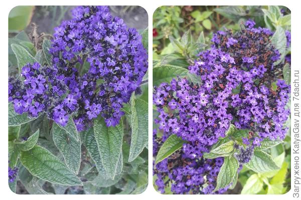 Хорош и в цвету, и отцветая...