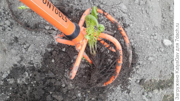 У папоротника очень длинные, крепкие корни.