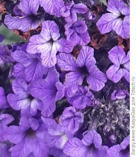 Цветки космической окраски!