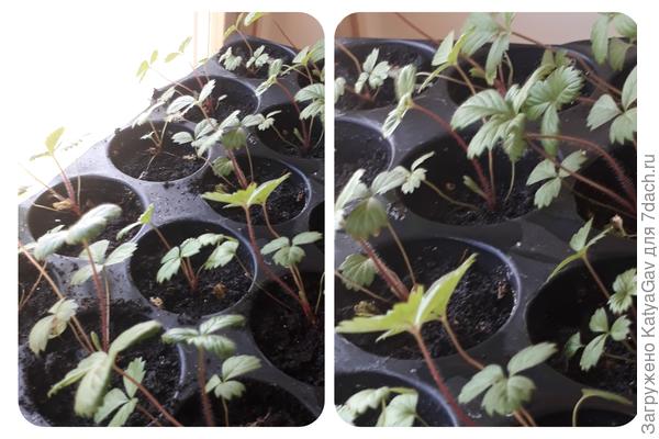 Желтое чудо, ещё малыши. Видимо, к осени в ОГ переедут.