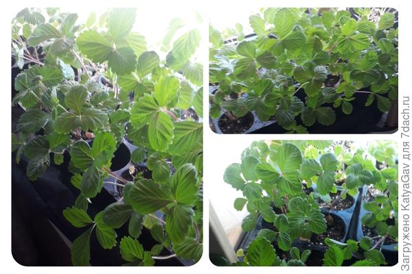 Александрия и Солемахер, где кто уже запуталась :)