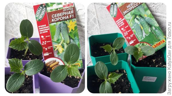 2 мая, первые настоящие листики раскрылись полностью