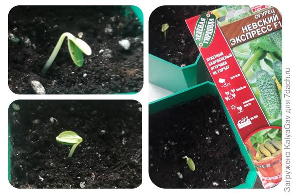 Всходы 25 апреля