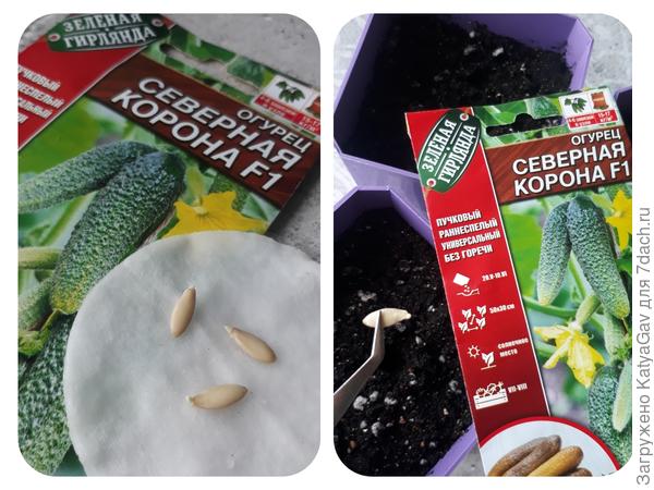 Посев семян сорта Северная королева