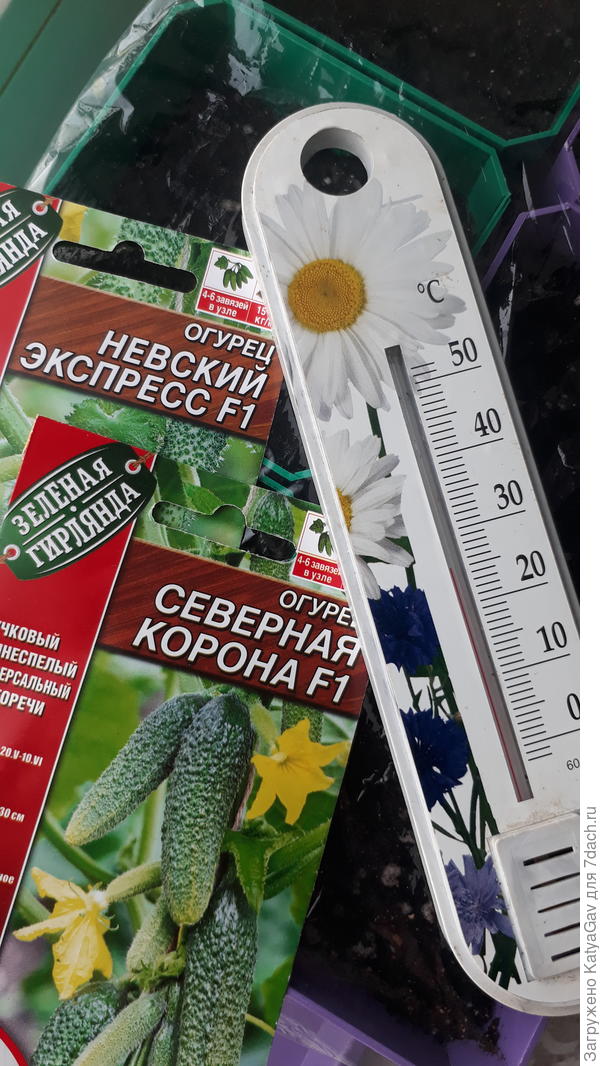 Посевы под плёнкой на подоконнике. Жду всходов.