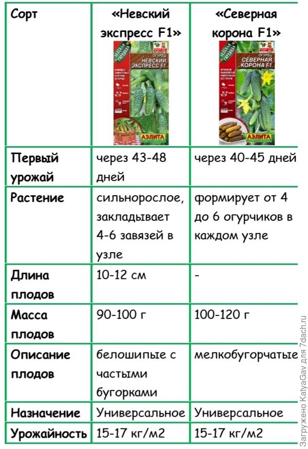 Наглядное сравнение характеристик сортов огурцов
