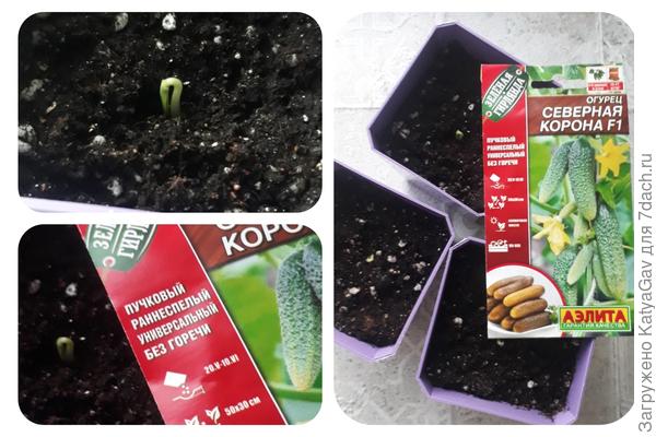 "Королева" догоняет "экспресс"