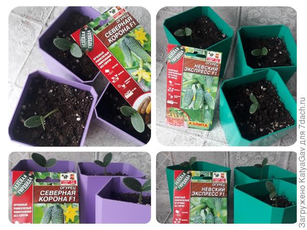 Рассада огурцов 27 апреля