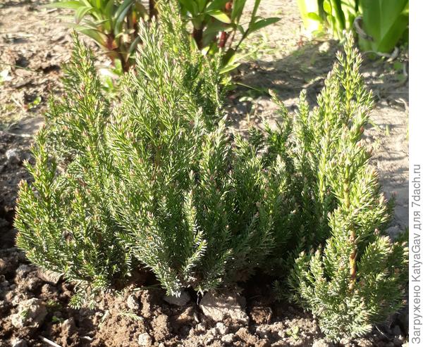 Веточки Грэй Перл смотрят вверх