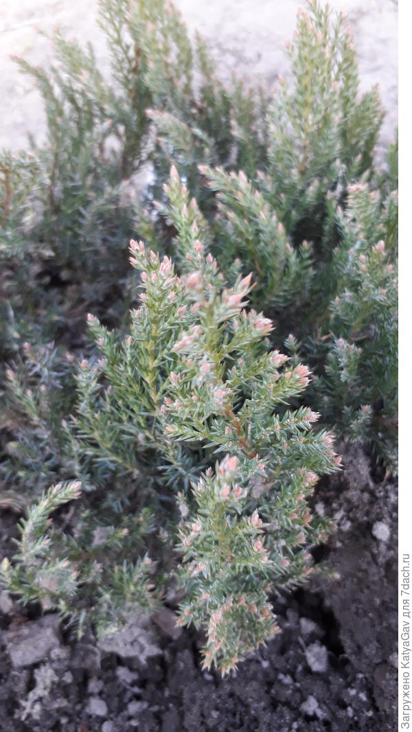 Веточки Грэй Перл в мае