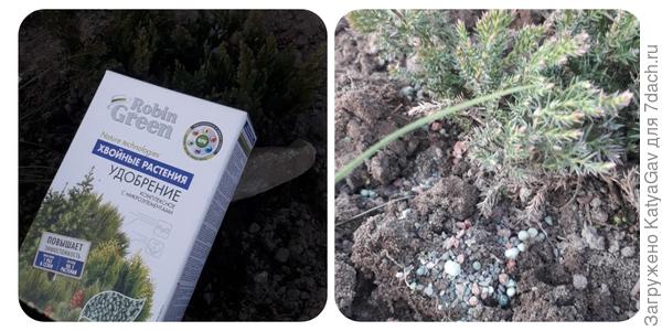 Вношу гранулы удобрения под кустик можжевельника осенью и весной