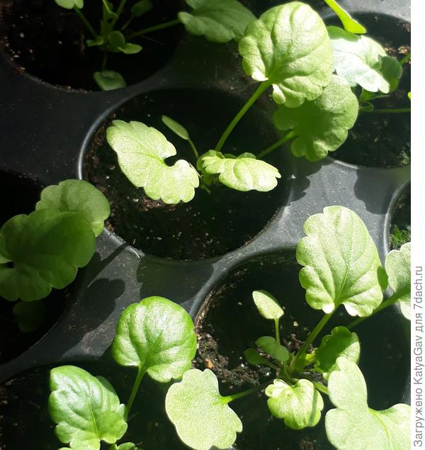 Рассада виолы