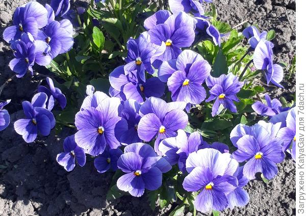 Цвет обалденный!