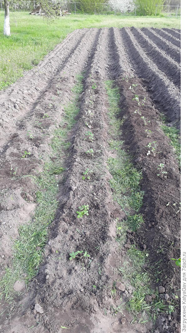 Небольшой земляничник :)