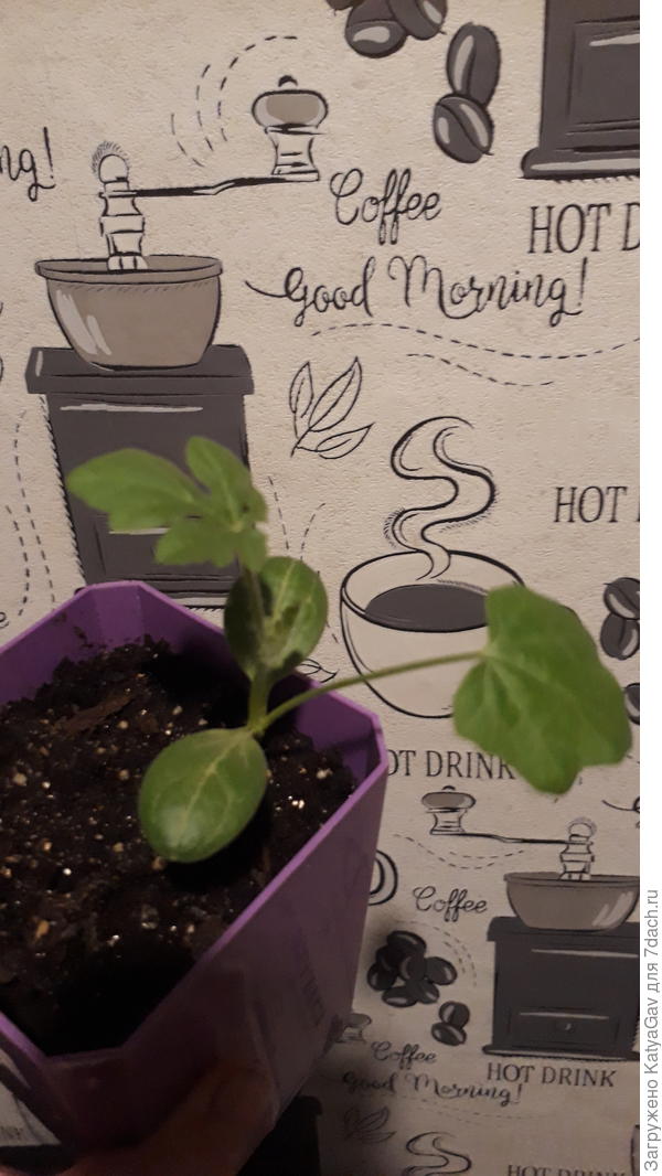 Этот же арбузик 12 мая, наростил второй лист