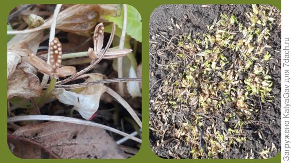 Фиалка размножается очень активно!