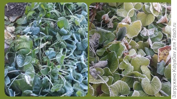 Фиалки готовятся к зиме