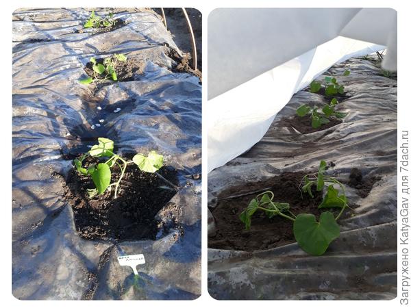 Дыньки на грядке