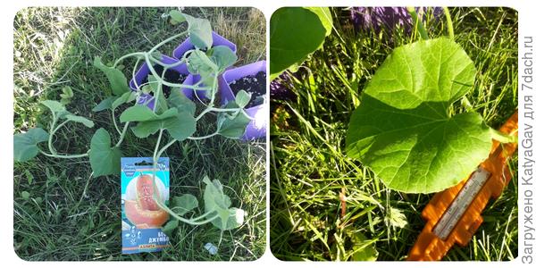 Перед переселением на новое место