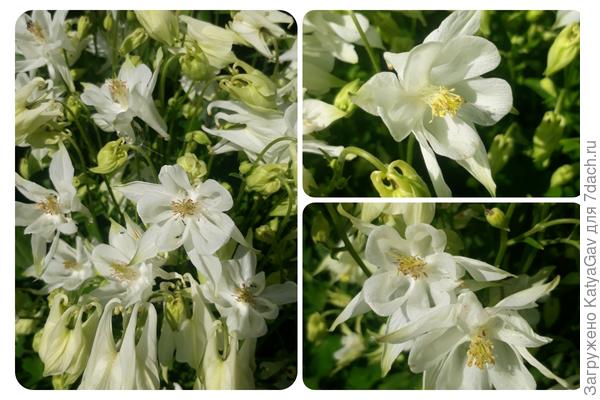 Цветок аквилегии