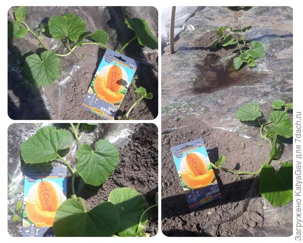 4 июня, дыньки без укрытия