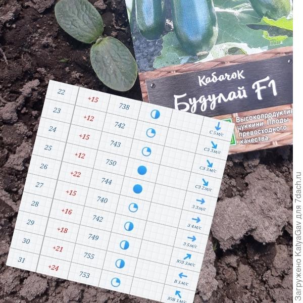 Майская погода со дня посева кабачков